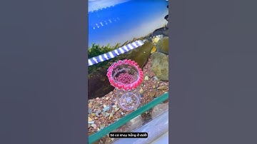 Làm Khay Thức Ăn Cho Cá Từ Vỏ Chai Nước Bỏ Đi #aquarium #youtubeshorts