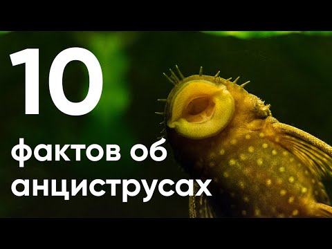 10 главных фактов об анциструсах