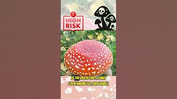 Deadliest Mushroom 💀🍄  #shortvideo #shorts #facts