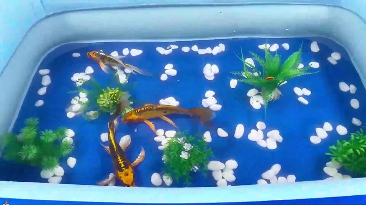 Let's explore what fish and sea creatures there are:sharks,jellyfish#goldfish#animals#viral videos