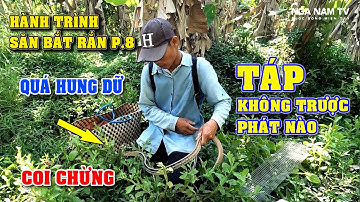 Thăm bẫy rắn hổ ngựa cực hung hổ hành dính lai rai P.8/NGÃ NĂM TV