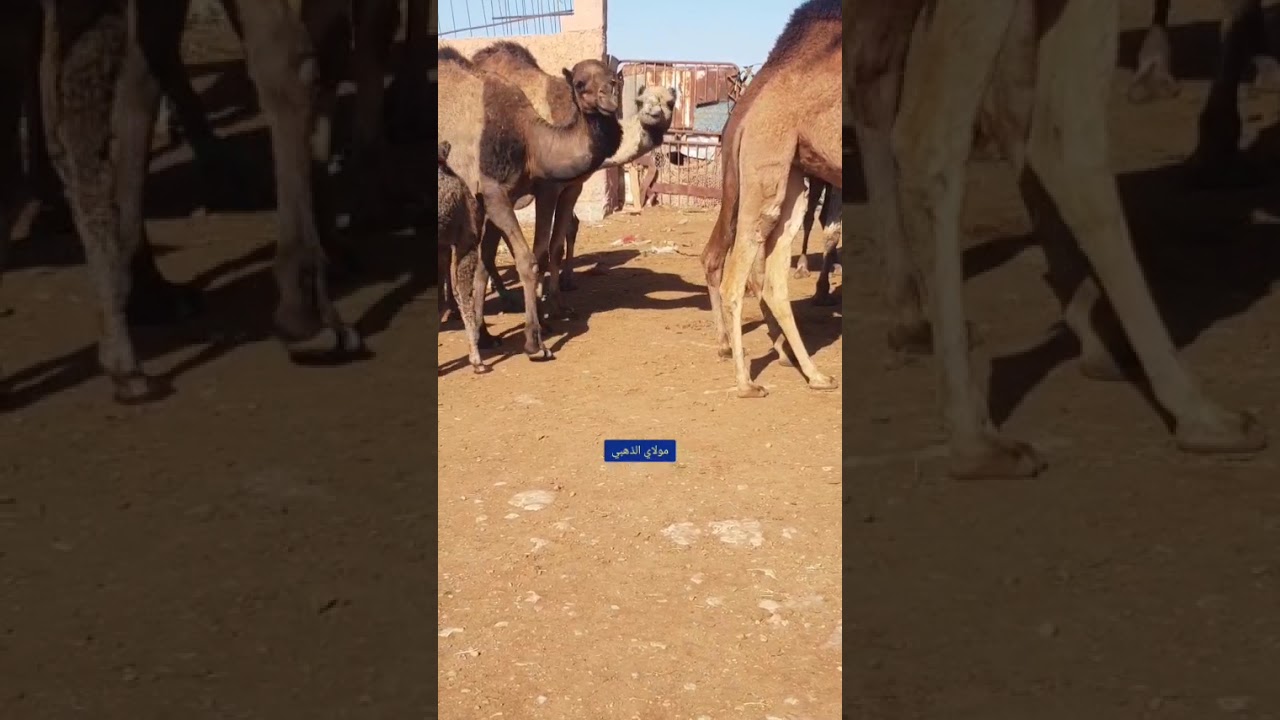 جولة جديدة بسوق الإبل أمحيريش بمدينة كلميم
