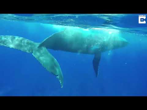 Vídeo: Veja Esta Baleia Jubarte Proteger Um Biólogo Marinho De Um Tubarão-tigre
