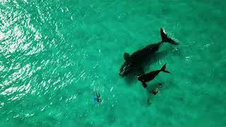 Our Lucky encounter with a Southern Right Whale