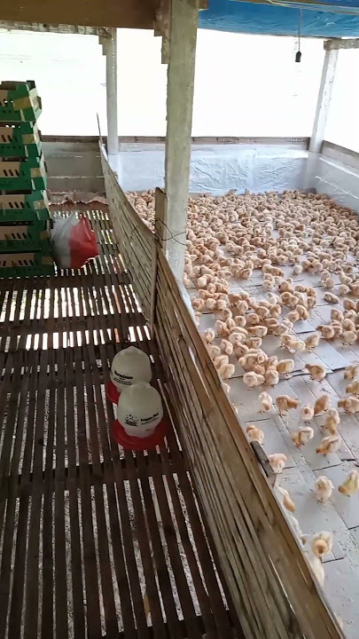 DOC Ayam Petelur