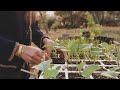 Preparando Bancales, Plantando Plantas, Poda del Olivo... Otro día en el Huerto de Otoño 2020