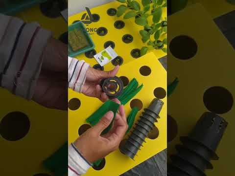 Cara Menanam Sawi PakCoy Hidroponik Sistem Wick, Sederhana & Tanpa Listrik