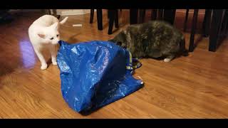 how to scare the cat out of the bag by stepseven 480 views 2 years ago 1 minute, 16 seconds