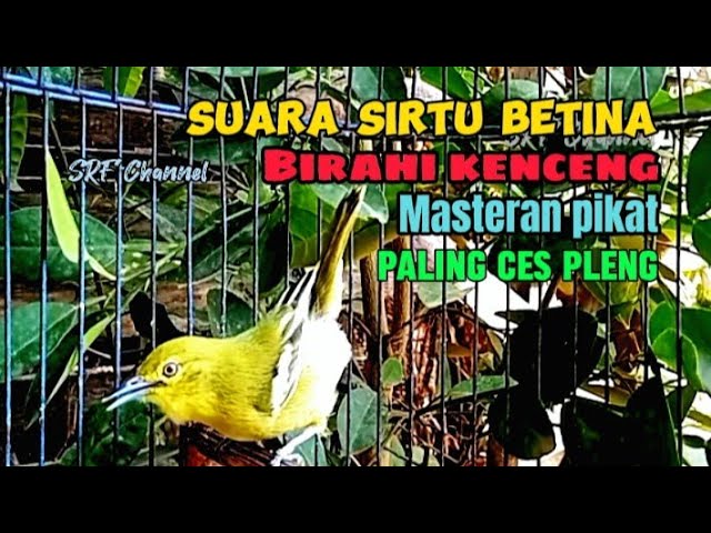 Suara Sirtu betina birahi kenceng masteran pikat paling ces pleng#sirtugacor @srfchannel3881 class=