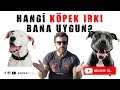 Hangi Köpek Irkı Bana Uygun?