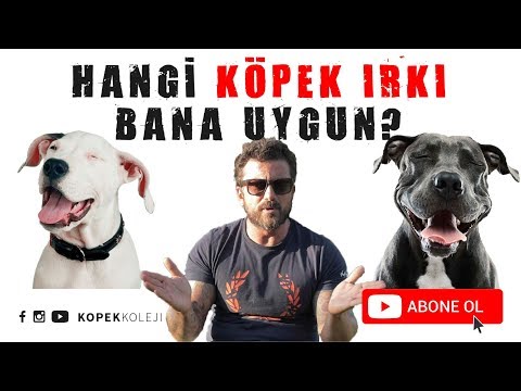 Video: İnsanları Diğer Köpeklere Göre Tercih Eden 15 Köpek Irkları