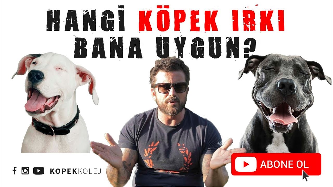 Hangi Kopek Irki Bana Uygun Youtube