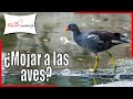 ¿Puedo mojar a mis aves de corral para refrescarlas?