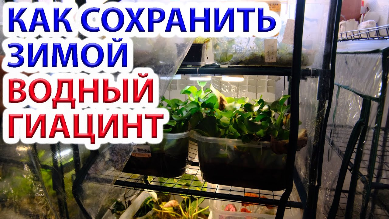 Как сохранить зимой водный гиацинт? (эйхорния). Биоплато из водного гиацинта