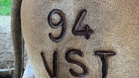 Tips for cattle branding