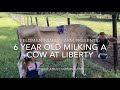 6 Year Old Milking Cow At Liberty - No ropes!