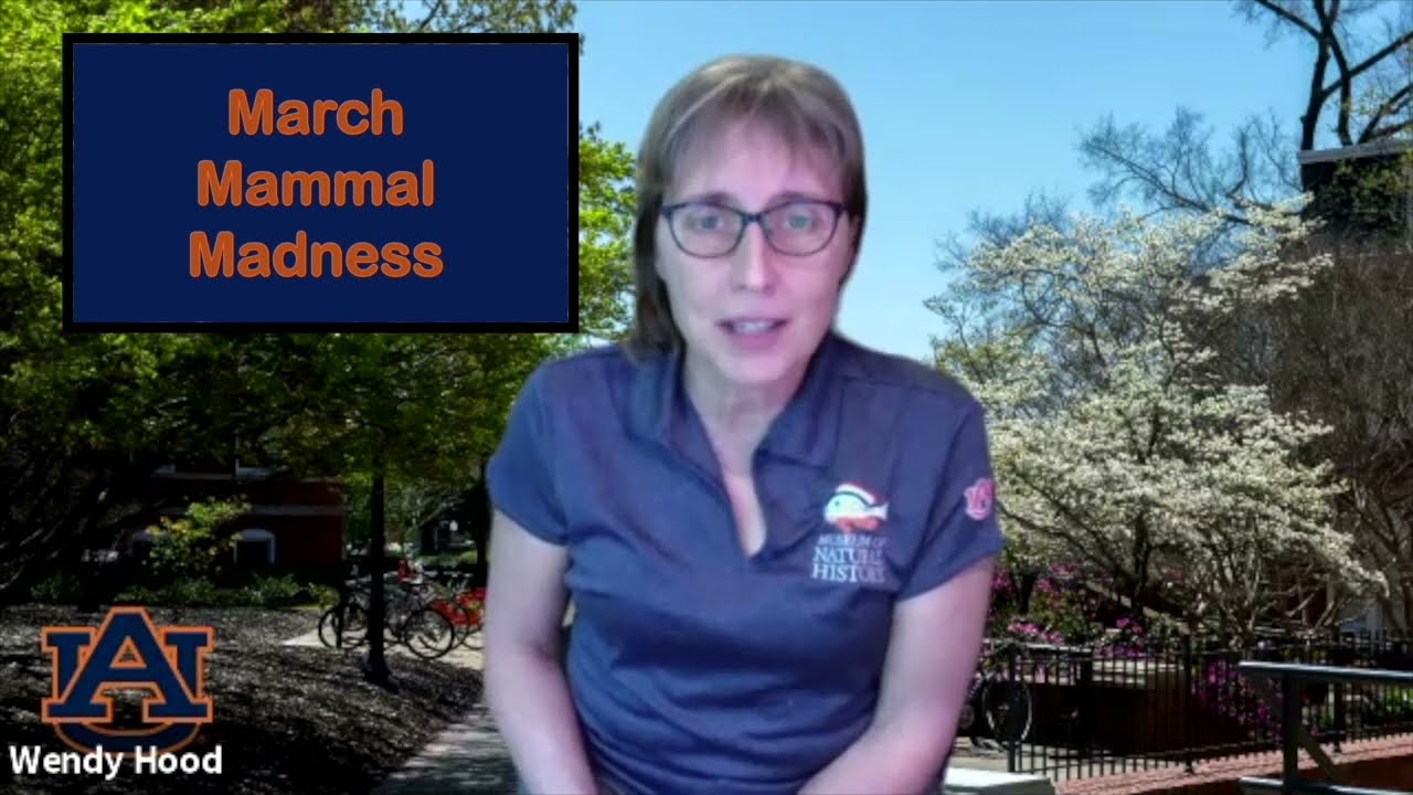 March Mammal Madness Is Back! YouTube