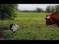 Crazy Cockerel ATTACKS Cows