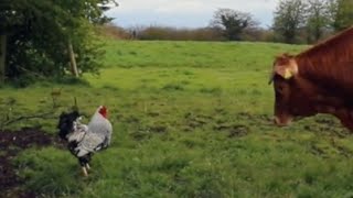 Crazy Cockerel ATTACKS Cows