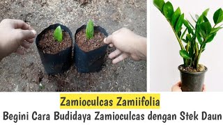 BEGINI CARANYA, BUDIDAYA ZAMIOCULCAS DENGAN STEK DAUN