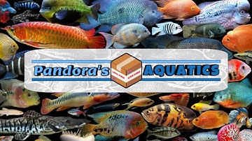 How to handle a baby cornsnake #11