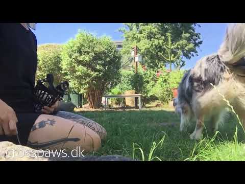 Video: Kan mundkurve skade hunde?