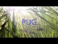 Pug