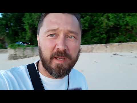 Собака боится машин. Ози  избавляется от фобии.