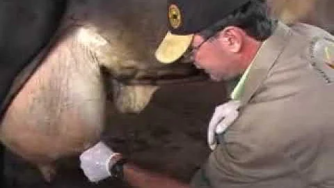 Quando a vaca parir o que deve ser feito?