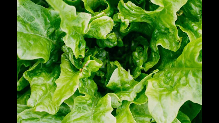 Lettuce Nutrition & Activities - Elementary Health and Wellness | Let's Learn GA!