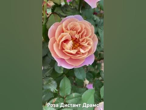 Роза Дистант Драмс/rose Distant Drums #розарий #садоводство #цветы # ...