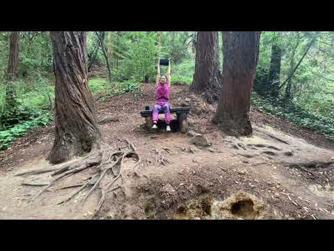 Forest yoga- chair yoga set in a red wood forest- nature sounds