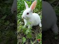baby rabbit eating | cute bunny |rabbit status| rabbit videos |10 | #viral  #shorts #short #animals