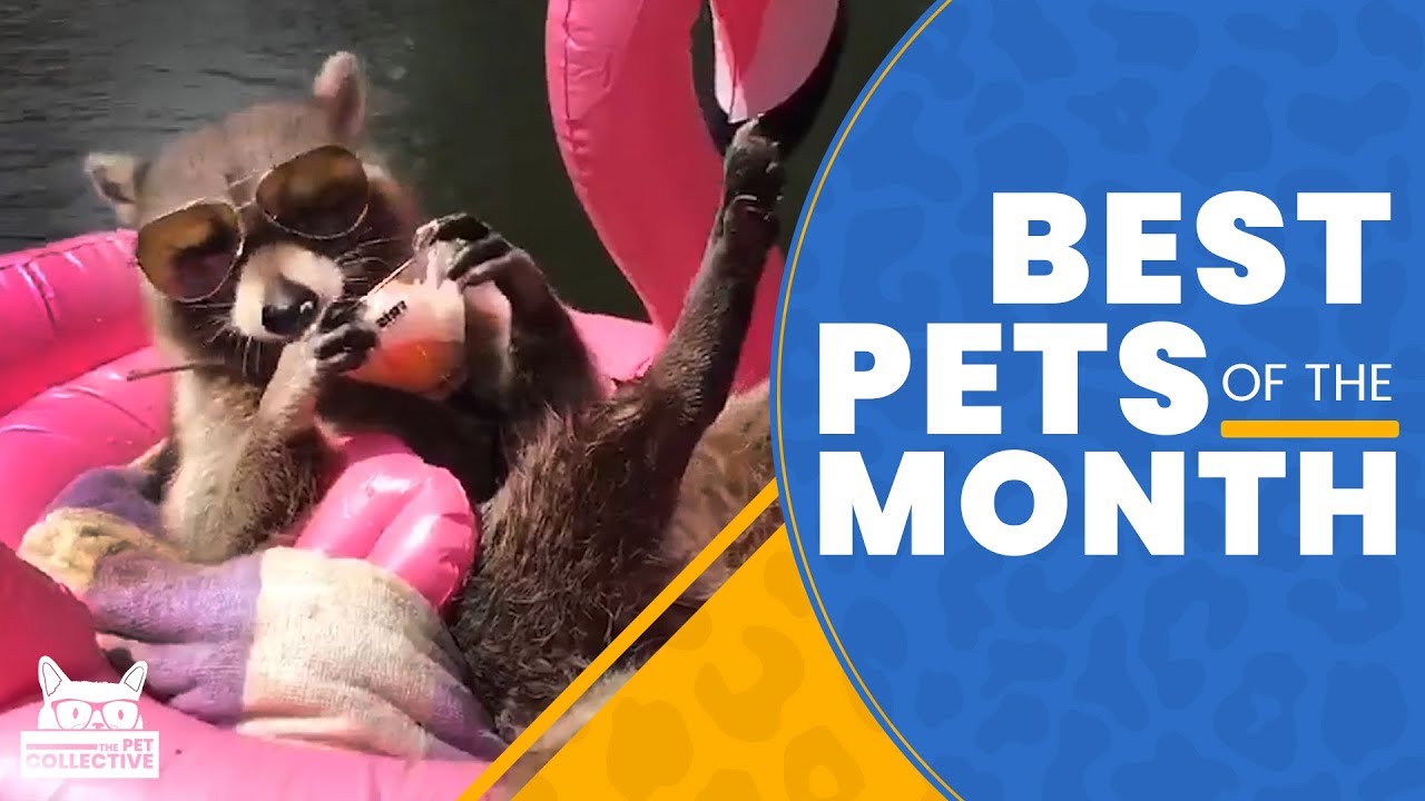 Best Pets Of The Month May 2019 The Pet Collective Pet News Live