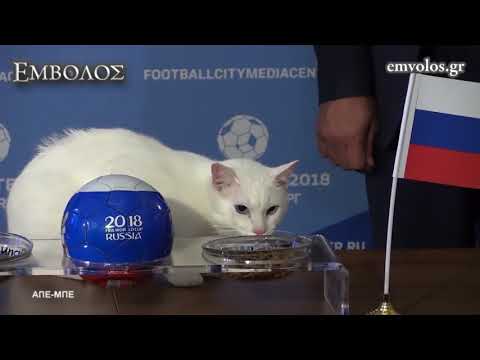 Βίντεο: Ο Αχιλλέας η γάτα προετοιμάζεται για τις προβλέψεις του Παγκοσμίου Κυπέλλου