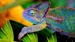 عجائب | حرباء تغير لونها في اقل من 6ثواني |Chameleon changes its color in less than 6 seconds