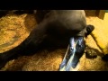 Gassy Friesian Mare Gives Birth