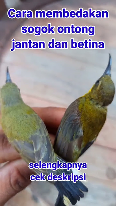 cara mudah membedakan sogok ontong jantan dan betina #sogon #sogokotong #sogokontonggacor