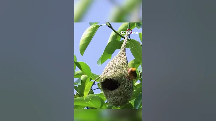 Baya weaver birds ready their 'houses' for breeding in SW China - DayDayNews