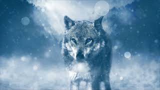 Wolf Stare In The Snow Live Wallpaper