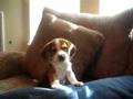 Beagle puppy howl