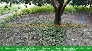 Khoảng cách thích hợp để trồng bưởi Ruby Thái Lan: 0869214270