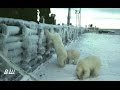 Амдерма. Посещение арктического посёлка медведицей с медвежёнком