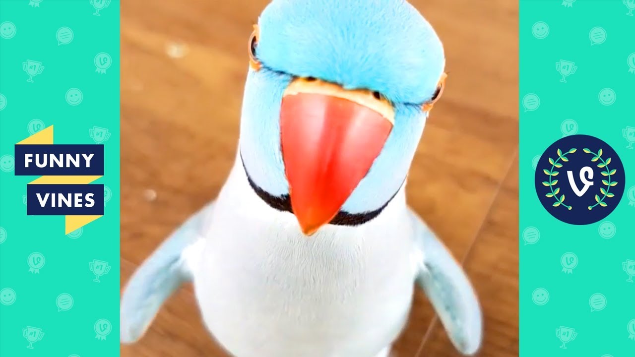 expopet 2019 TRY NOT TO LAUGH - FUNNY ANIMALS | Funny Videos February 2019