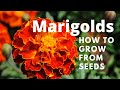 Growing marigolds from seeds you wont believe how stunning the color