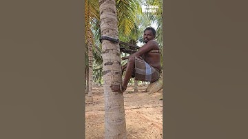 Traditional Coconut Harvesting by a Hardworking Farmer #coconut #hardwork