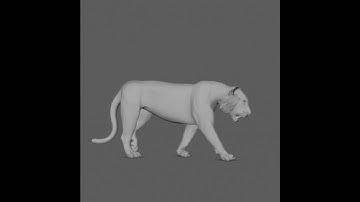 Tiger walk cycle animation