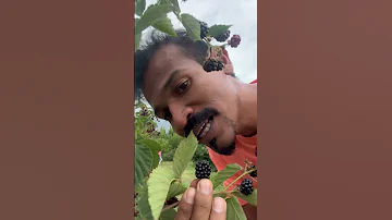 The Ticking Blackberry Taste Test Gamiya Fruit 