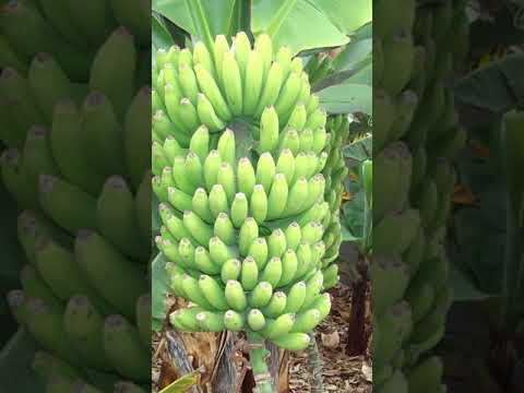 Vidéo: Pourquoi Les Bananes Et Les Ananas Rêvent-ils