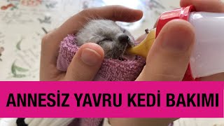 Annesiz yavru kedi buldum, ne yapmalıyım? Adım adım annesiz kedi bakımı